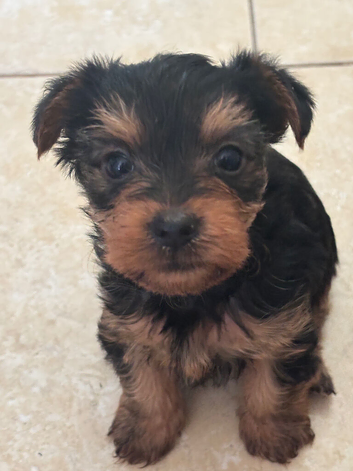 Pure Yorkshire terrier puppies