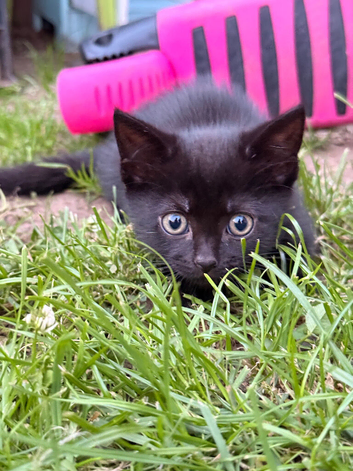 Kittens