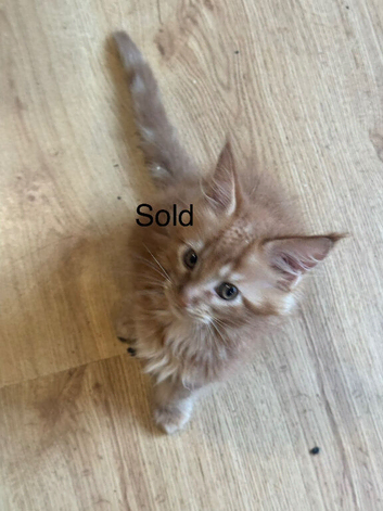For sale Maine coon kittens