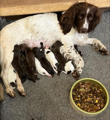Eight Beautiful Sprocker Puppies Available
