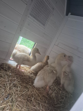 5 cherry valley ducklings with coop and food
