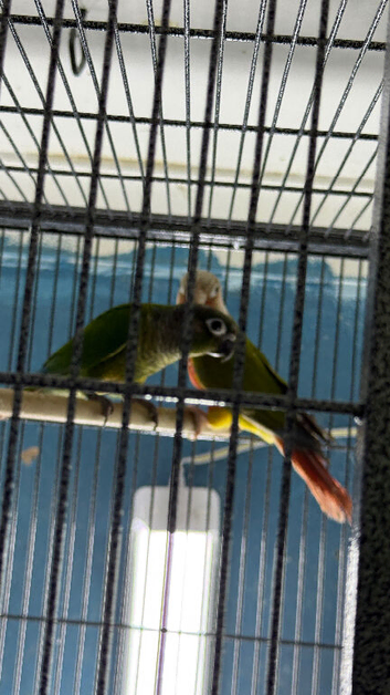 Baby conure Glasgow