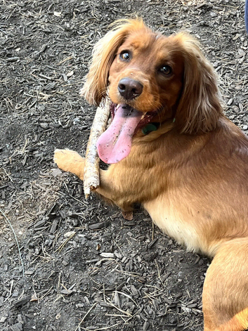 Golden spaniel for stud