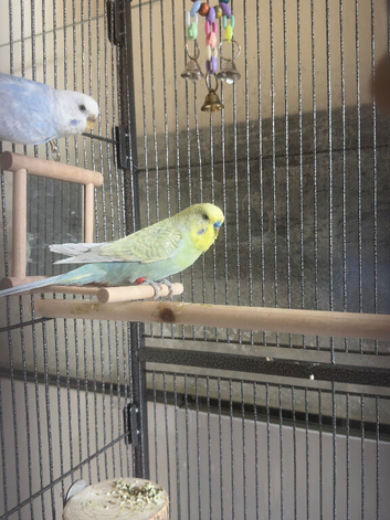 Budgies for sale prices from &pound;25