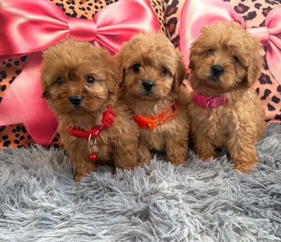 Adorable Cavapoo