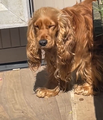 Cocker Spaniel-Goldens, Gold Sables & Orange Roans KC REG