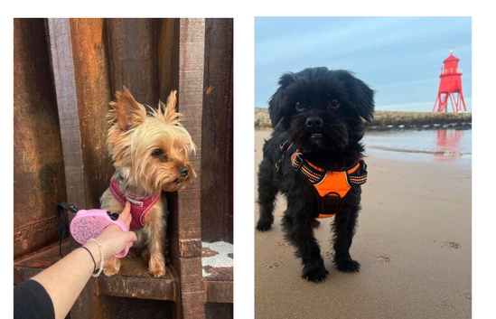 ️ GORGEOUS SHORKIE PUPPIES - LOOKING FOR THEIR FOREVER HOMES ️