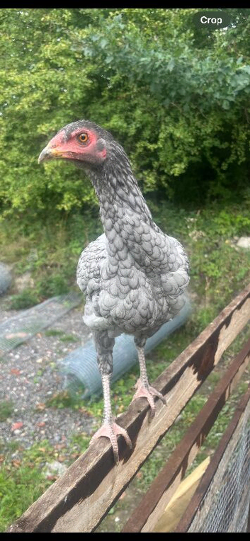 Poorly chicken