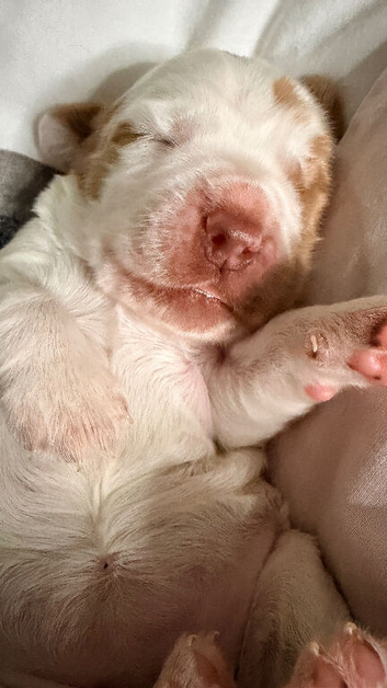 1 female puppy left (workingcocker)