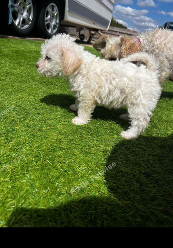 Beautiful little girl cockatoo mixed terrier