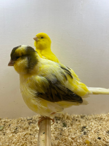 Bird auction North Wales