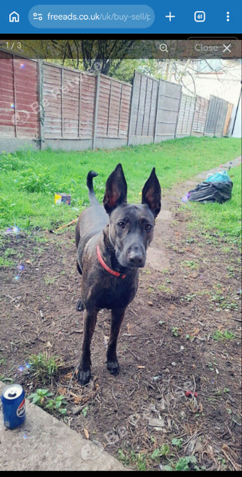 4 year old female needs urgent home