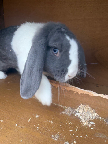 1 female French lop and 1 male Rex
