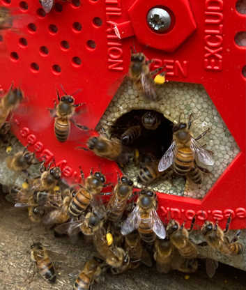 BS National 5 frame honey bee nuc
