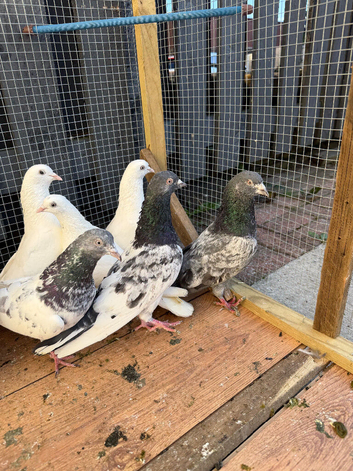 Some highflying Pakistani pigeons