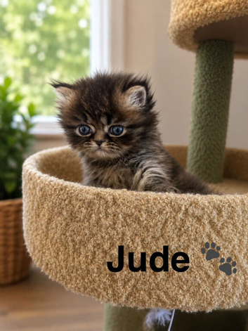 Beautiful litter of Persian kittens, PKD Neg