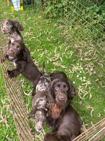 Cocker spaniel puppies