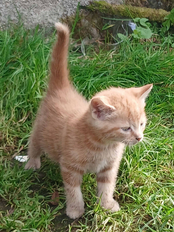 FRIENDLY FARM REARED GINGER KITTENS