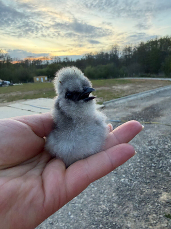 SILKIE CHICKS