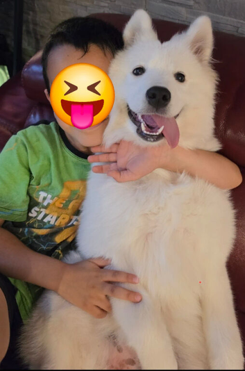 7-month puppy for sale