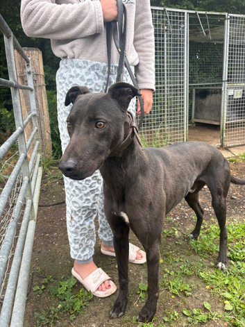Working bull lurcher