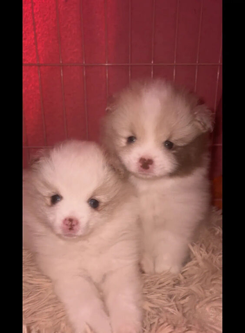 2 beautiful Pomeranian pups