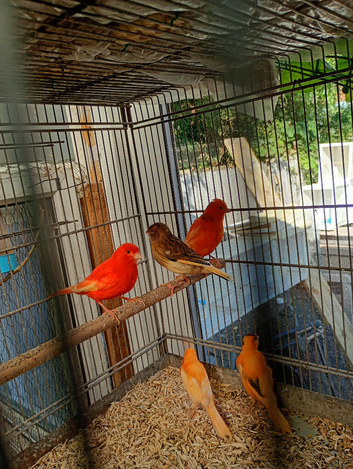 Colour canaries for sale