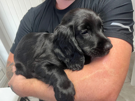 Sprocker puppies