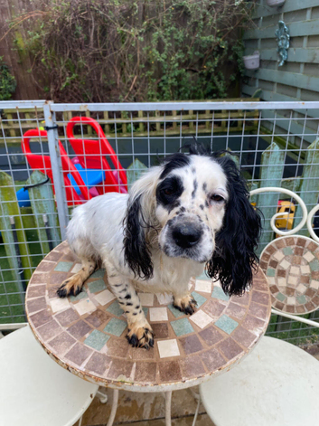 Cocker spaniel bitch working type