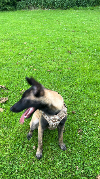 Dog 8 months old