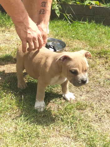 Pocket bully pups
