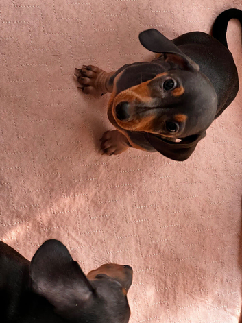 Stunning Miniature Dachsund Puppies