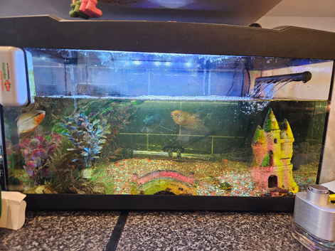 Full fish tank and fish (gouramis)