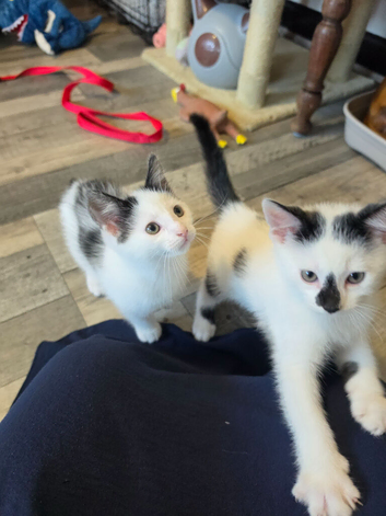 Kittens