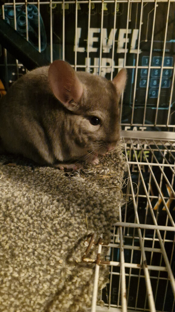 Male chinchilla