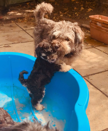 Beautiful liver and tan miniature schnauzer puppies