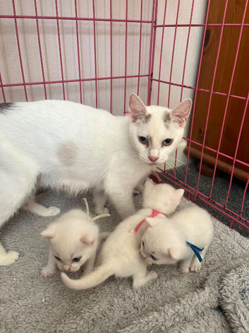 5 beautiful kittens