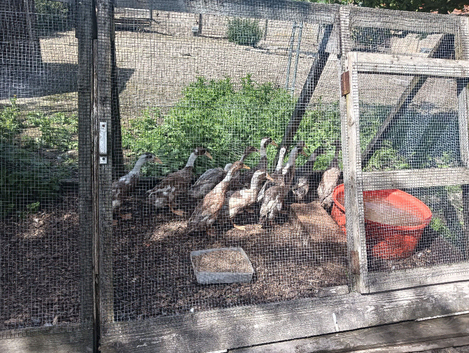 POL Indian Runner Ducks