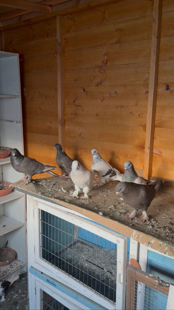 Turkish takla pigeon for sale
