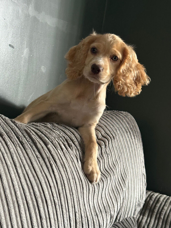 Cocker spaniel puppy &pound;500