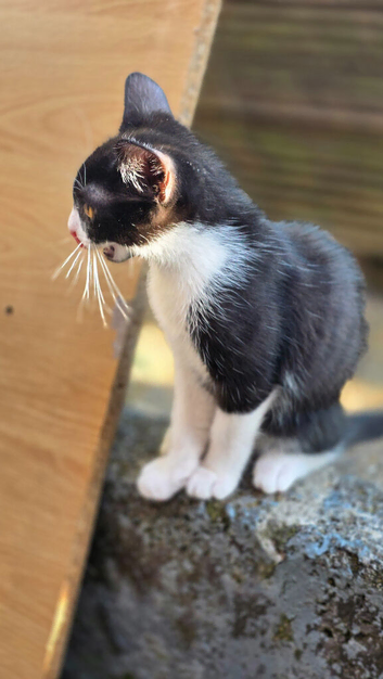 Kittens   ready for forever home