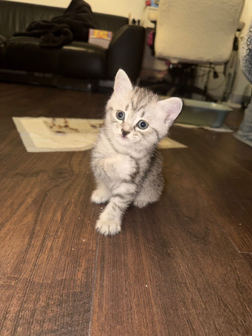 Beautiful BSH &times; Siberian Kittens