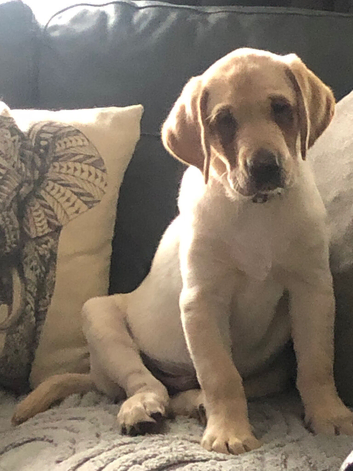 Labrador pup