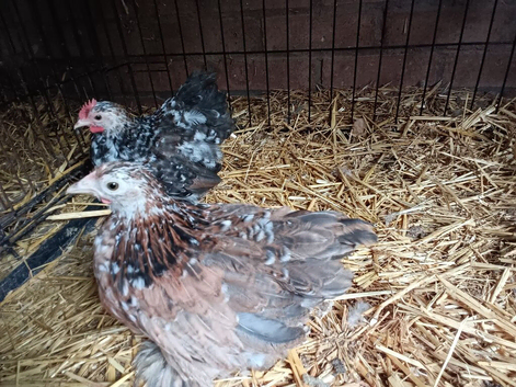A Pair of 10 week old Pekiin bantams