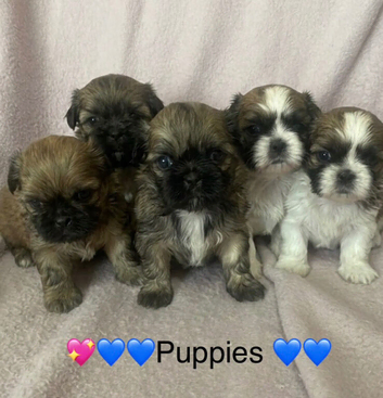 Shih Tzu puppies