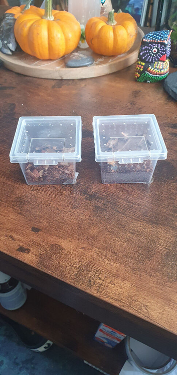 2 Baby Spiderlings For Sale or Swap