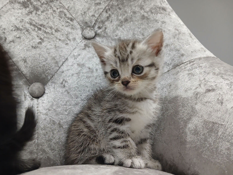 British Shorthair X