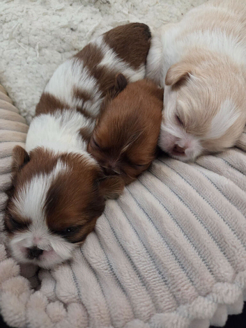 Imperial Shitzu puppies