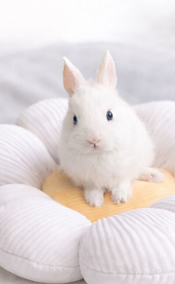 Beautiful Netherland dwarf bunnies