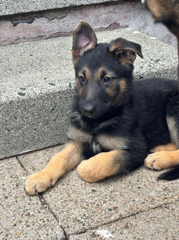 Belgian malinmois x Alsatian puppies